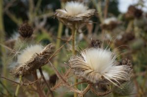 nature-plante-aromatherapie-soin