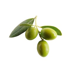 Olive squalane